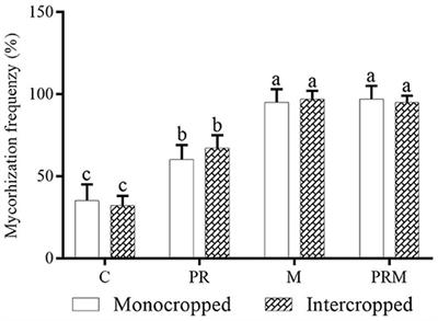 Co-inoculation With Rhizobacteria and Mycorrhizae Can Improve Wheat/Faba Bean Intercrop Performance Under Field Conditions